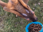 Video: Tento tvor je ako z inej planéty. Toto sa stalo, keď zacítil granule