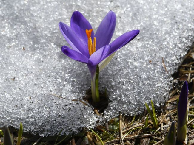 SHMÚ varuje pred nočným mrazom, ktorý môže poškodiť kvitnúcu vegetáciu