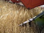 Smer-SD: Vláda by mala zakázať dovoz obilia a iných produktov z Ukrajiny