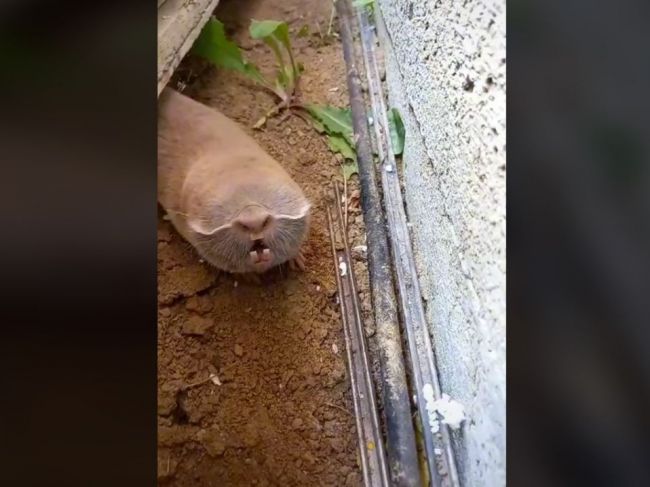 Video: Takéhoto potkana ste ešte nevideli. Bulhari neveriacky krútia hlavami