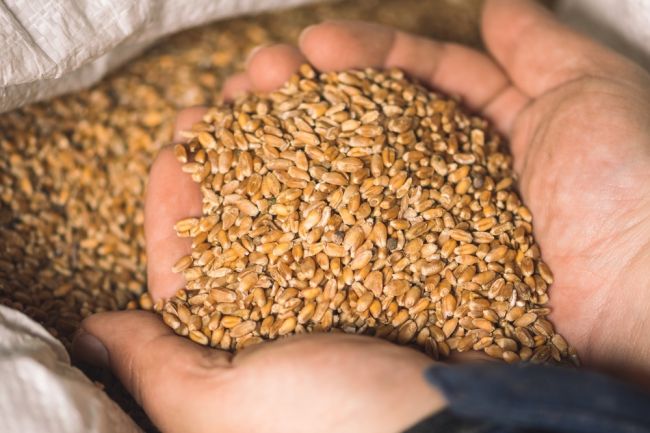 Poľsko odškodní farmárov zasiahnutých dovozmi lacného obilia z Ukrajiny