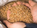 Poľsko odškodní farmárov zasiahnutých dovozmi lacného obilia z Ukrajiny