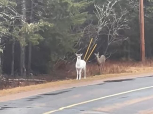 Video: Raritný pohľad na cestách. Takéhoto srnca ste ešte nevideli