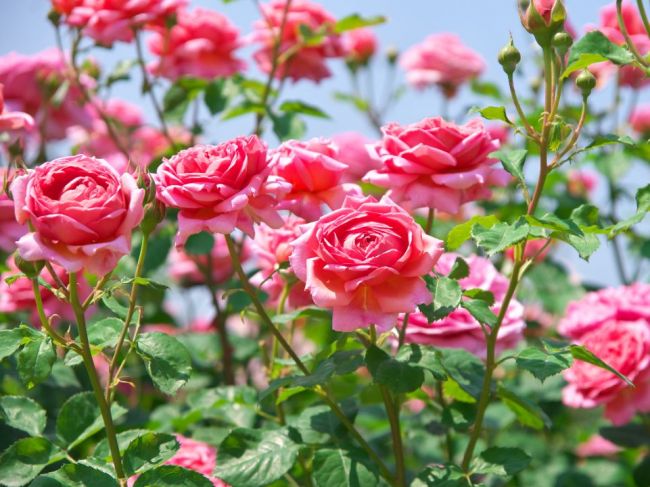 Jarná starostlivosť o ruže: Toto musíte spraviť a budú kvitnúť celú sezónu