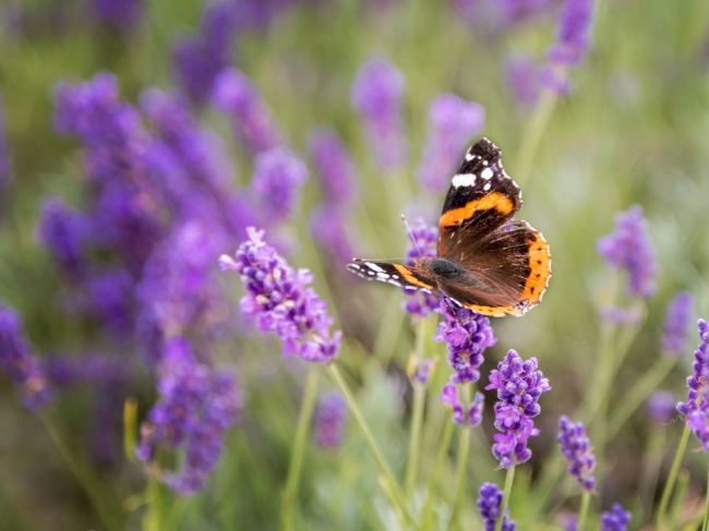 Záhrada plná motýľov: Vysaďte do záhrady tieto kvety a prilákate pestrofarebnú návštevy