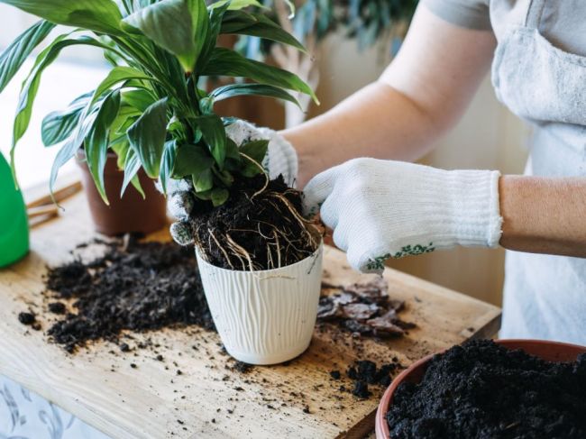 Potrebujú vaše izbové rastliny presadiť? Takto zistíte, či je ten správny čas