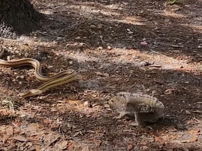 Video: Veverica si trúfla na veľkého hada