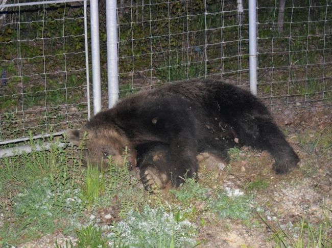 Vodič v noci zrazil medveďa, na miesto privolali aj zásahový tím