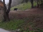Video: Medvede sú čoraz odvážnejšie, toto natočili pri lyžiarskom stredisku