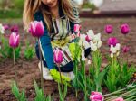 Tulipány v záhrade i črepníku: Toto musíte teraz spraviť, aby kvitli dlhšie
