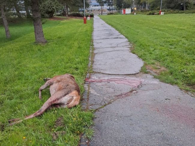 Pred nemocnicou našli mŕtvu jelenicu. Ministerstvo vysvetlilo, čo sa v skutočnosti stalo