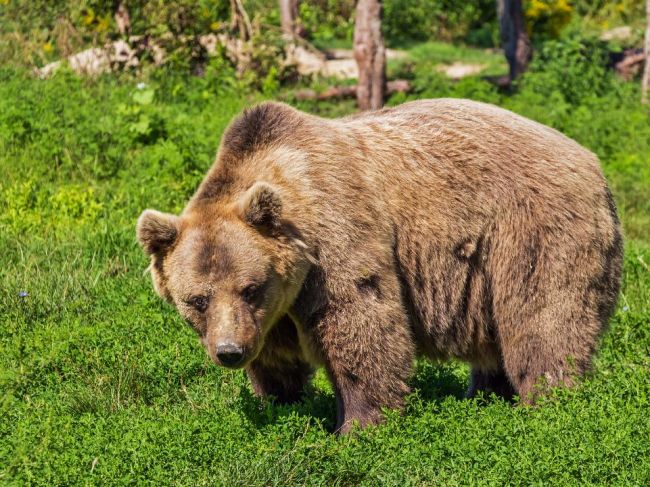 Ochranári chcú na Poľane mapovať medvede biometriou