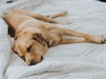 Ako spáva váš pes? Pozor, tento návyk mu môže ublížiť, varuje veterinárka