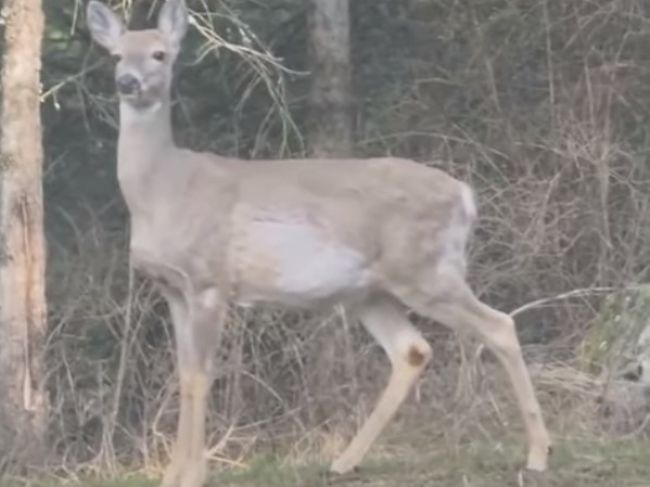 Video: Jedinečný pohľad na strnulú srnu. Všimnete si, čo sa jej deje s bruchom?