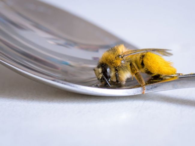 Sladenou vodou včely v záhrade nezachránite. Toto hrozí, ak s týmto zvykom hneď neprestanete