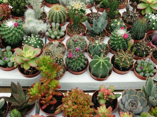4 základné pravidlá pre pestovanie kaktusov: Toto dodržiavajte a budú vám dlho robiť radosť