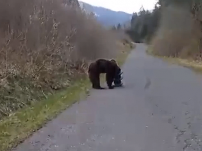 Video: Medveďovi sa zasekol na hlave kŕmny valec. Po 2 týždňoch pátrania ho zachránili