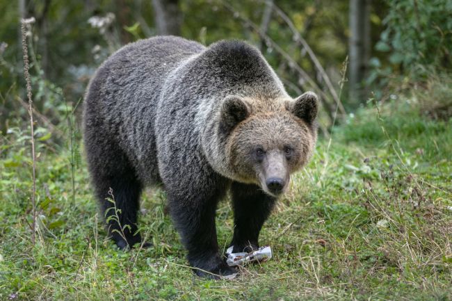 Príchod medveďa k ľuďom súvisí podľa ochranárov s obživou z prostredia