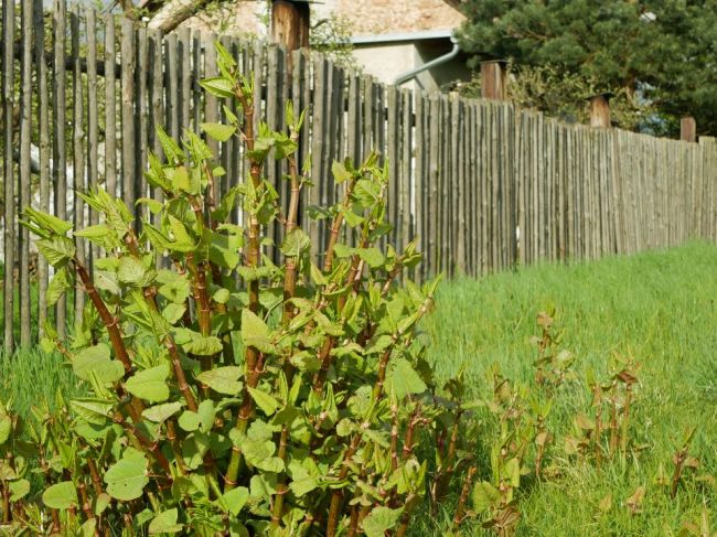 Pozor na rastliny, ktoré máte pri dome. Tieto môžu vážne poškodiť štruktúru domu