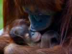 V bratislavskej zoo sa narodilo mláďa orangutana sumatrianskeho