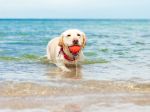 Beriete psa so sebou na dovolenku? Na toto si musíte pri mori dať pozor, hrozia mu vážne problémy