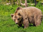 Chovatelia zvierat môžu žiadať o náhradu škody, ktorú im spôsobí medveď. Toto musia spĺňať