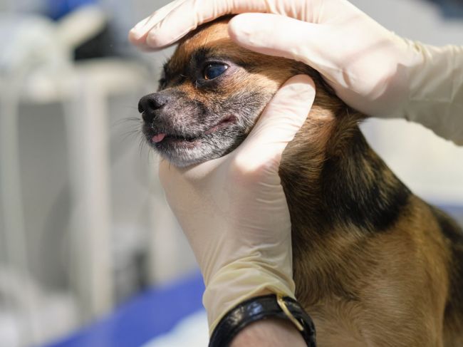 Kliešte u psov: Toto sú príznaky, že sa váš pes nakazil vážnou chorobou