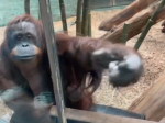 Video: Takto reagovala orangutanka, keď zbadala blízko výbehu malé bábätko