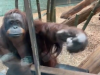 Video: Takto reagovala orangutanka, keď zbadala blízko výbehu malé bábätko