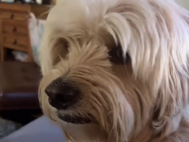 Video: Takto reagoval pes, keď od neho majiteľka chcela, aby šepkal