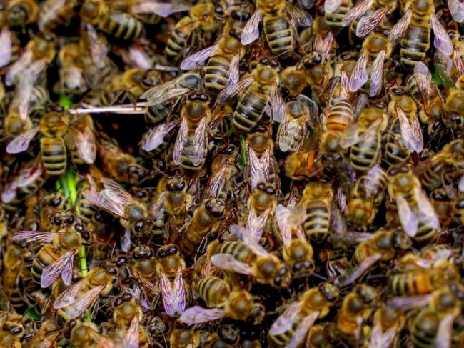Na 81-ročného muža zaútočilo viac ako 200 včiel. Útok trval tri hodiny