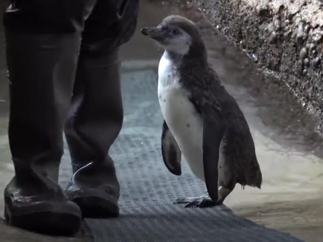 Video: Mláďa tučniaka zažilo svoju prvú lekciu plávania