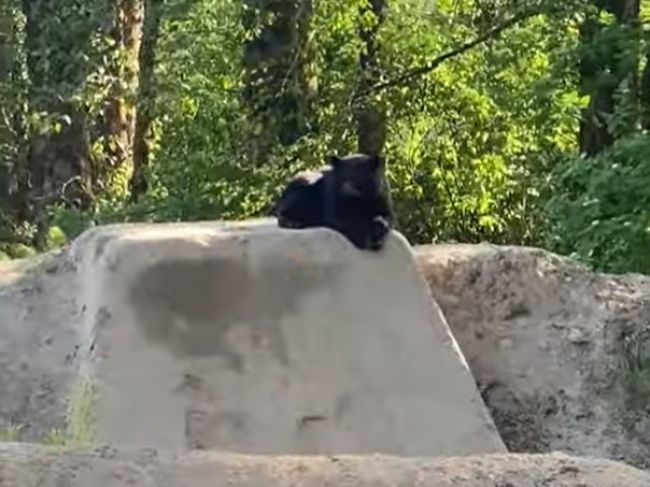 Video: Medveď pozoroval cyklistu v lese, toto ho zaujalo