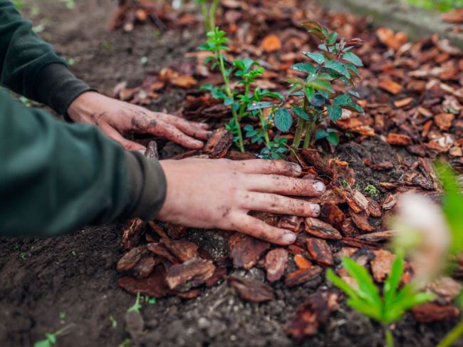 6 najčastejších chýb pri záhradkárčení: Takto rastliny nadmerne oslabujete a hubíte