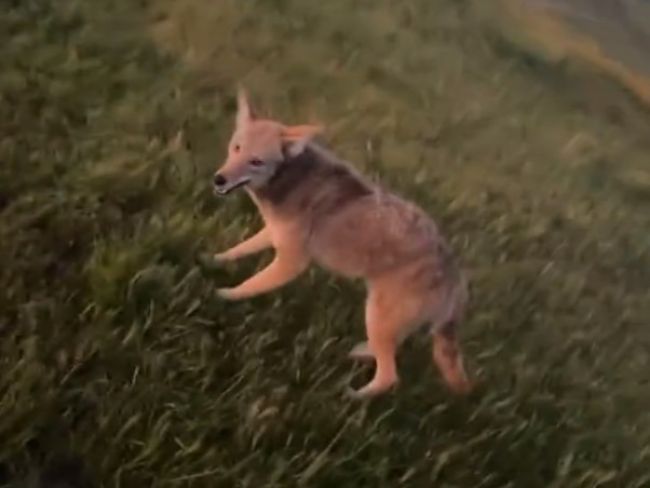 Video: Ženu naháňal kojot, týmto situáciu ešte zhoršila