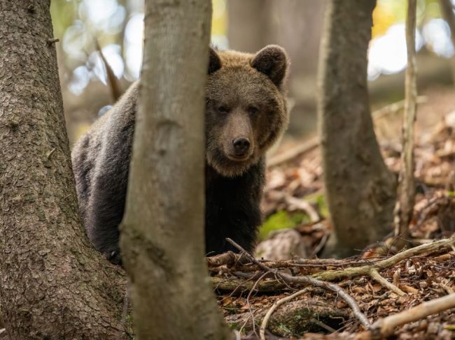 Štátna ochrana prírody varuje občanov a turistov: V tejto lokalite zvýšte opatrnosť 