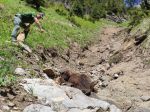 V doline našli uhynutú medvedicu, neďaleko ležali kusy srsti