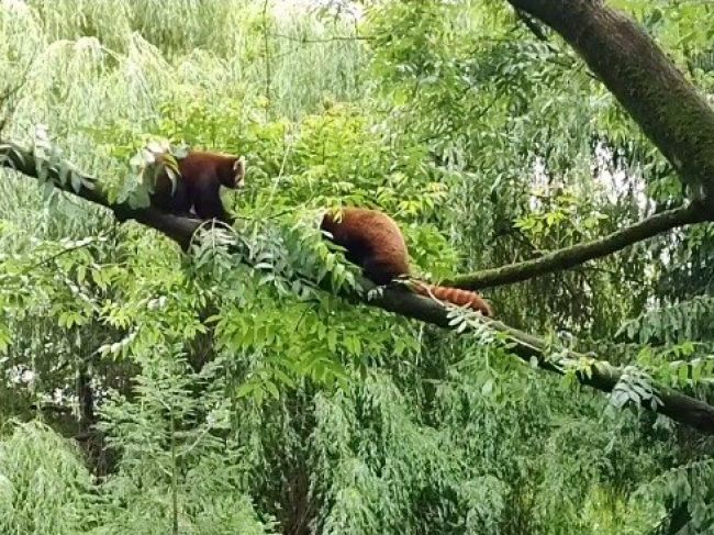 Video: Zoo Bojnice má vzácny nový prírastok