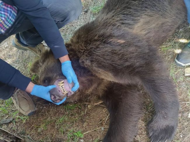 Jedného medveďa z ružomberského cintorína odchytili a usmrtili