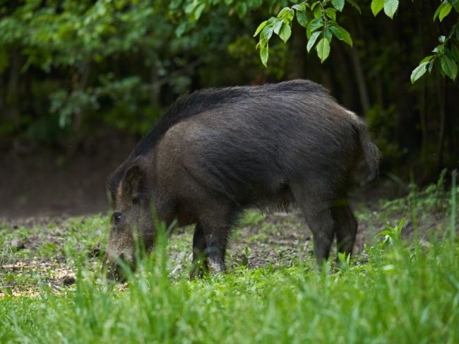 Mesto upozorňuje na výskyt diviačej zveri, obyvateľom odporúča obmedziť návštevy parku