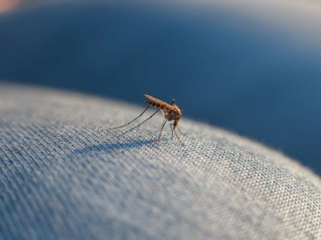 Táto farba oblečenia najviac priťahuje komáre