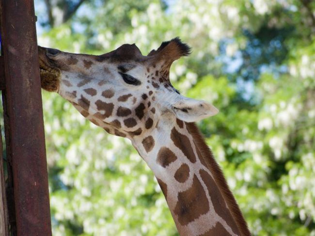 Zoo Bratislava pozýva v sobotu na aktivity spojené so svetovým dňom žiráf