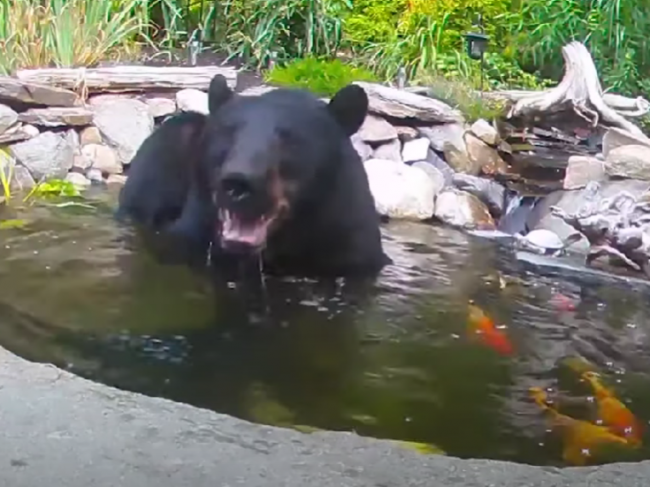 Video: Medveď sa potreboval schladiť, vošiel do jazierka v záhrade ...