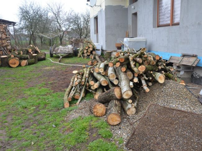 Muž protiprávne vyrúbal v lese 71 stromov. Škodu vyčíslili na viac ako 70 000 eur