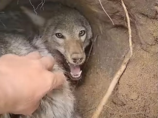 Video: Muž si myslel, že sa môže kamarátiť s kojotom