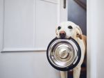 Ako často umývate psovi misku? Táto častá chyba sa môže odraziť aj na vašom zdraví