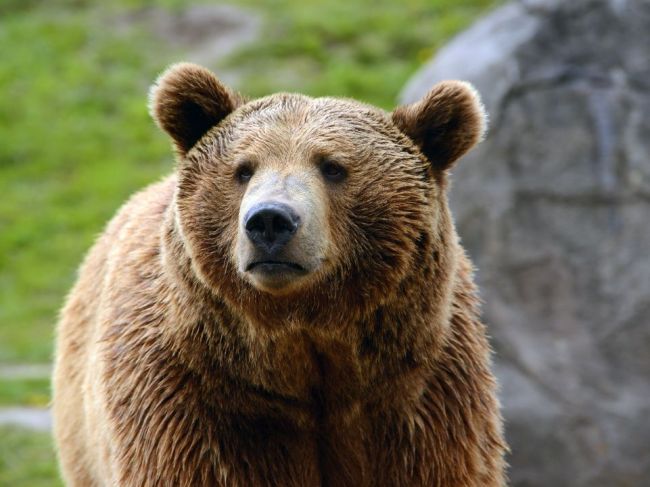 Mladá žena sadila stromy v kanadskom parku. V tom ju napadol a vážne zranil medveď