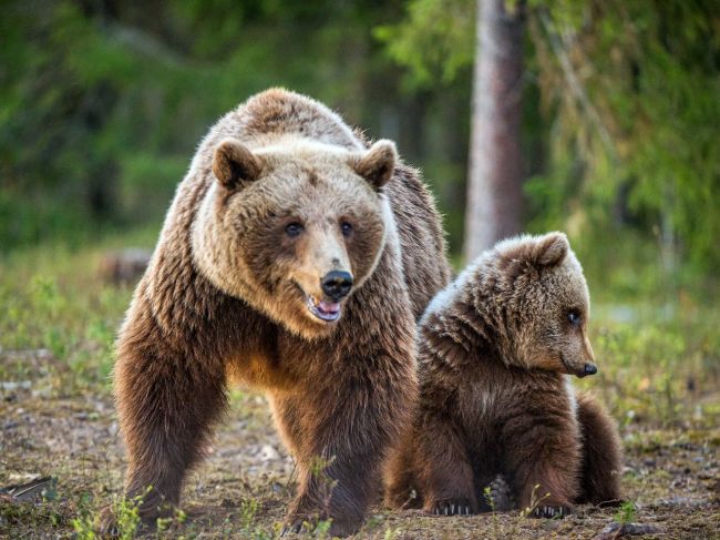 V blízkosti kúpaliska sa pohybujú medvede, obec varuje miestnych aj turistov