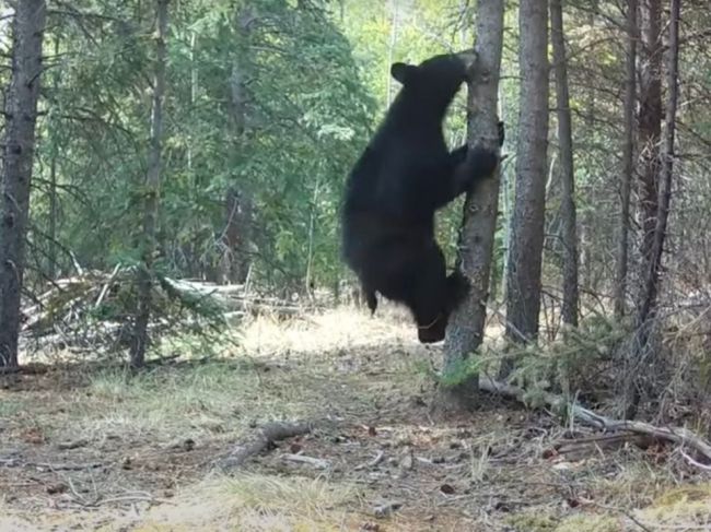 Video: Medvieďatá na turistickom chodníku objavili kameru. Neobišli ju len tak bez povšimnutia