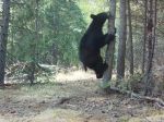 Video: Medvieďatá na turistickom chodníku objavili kameru. Neobišli ju len tak bez povšimnutia